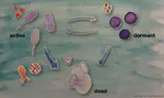 CROSS-POINT - The ecological role of the growth arrest response in marine bacteria. PID2022-143213NB-I00