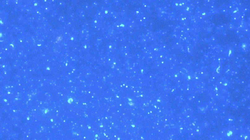 Prokaryotic MINIaturization and the hidden micrObial diversity: ecology and dispersal of ultra-small cells along the terrestrial-Marine continuum (MINIOM)