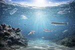 MED-BIO. Assessing the impact of organic contaminants of emerging concern on key marine organisms. MICIU PID2024-160452OB-C22