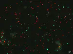 MIMOSA: Unlocking Marine Microbial Seedbank Dynamics. PID2025-176369NB-I00
