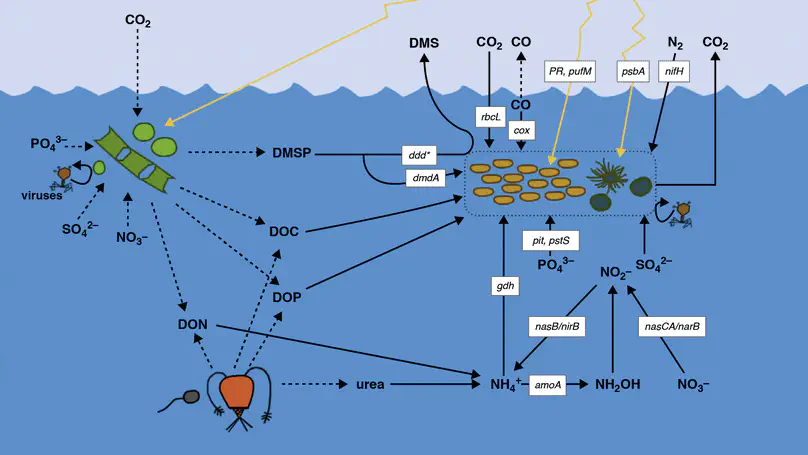 Microbial Activities: from Single Cells to Biogeochemical Cycles